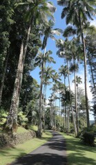 A paved pathway winds through a lush tropical garden, lined with tall palm trees reaching for a vibrant blue sky.