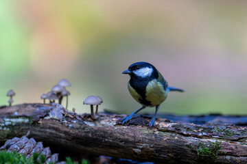 Great tit (Parus major) sitting in the winter in the forest in  the Netherlands