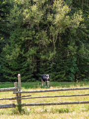 Black and white cow grazing on a meadow near a wooden fence in a pine forest