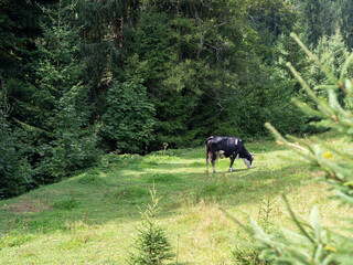 Black and white cow grazing on a meadow in a pine forest