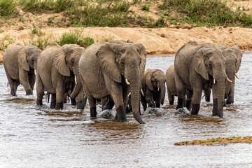 Elephant herd in the Kruger National Park in South Africa
