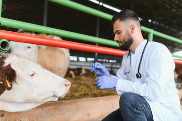 Veterinarian preparing vaccine for cows in stable, healthcare in farming