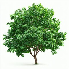 Obraz premium Lush green tree, isolated white background (5)