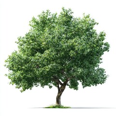 Lush green tree against white background (66)