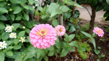 ピンクのヒャクニチソウの花