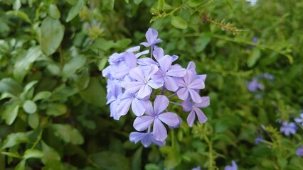 薄紫色のルリマツリの花