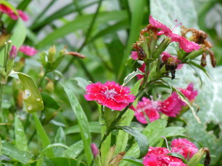 赤いセキチクの花