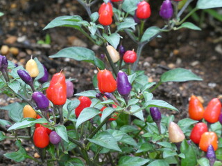 赤や紫の実をつける植物