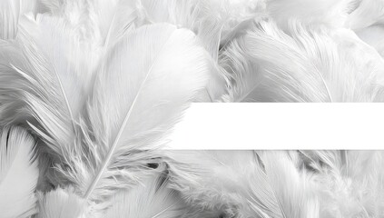Obraz premium A close-up of many light gray feathers. A wide horizontal band of white space is positioned across the center