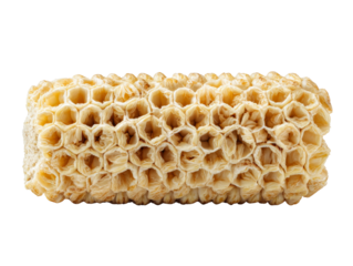 Stripped corn cob exhibiting geometric cell structure against transparent scene