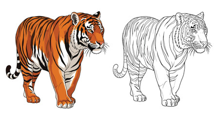 Obraz premium Majestic Bengal Tiger Coloring Page with Full Color and Outline Version for Learning