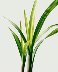 Close-up of vibrant green and yellow leaves