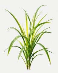 Fresh, dewy grass blades