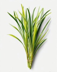 Obraz premium Lush green grass-like foliage bunch