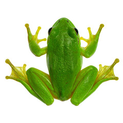 Top-Down View of Frog with Spread Legs, Webbed Feet Visible, Transparent Background PNG