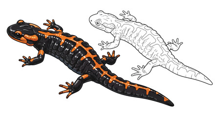 Obraz premium Himalayan Salamander Coloring Page in Twin Format for Detailed Amphibian Study