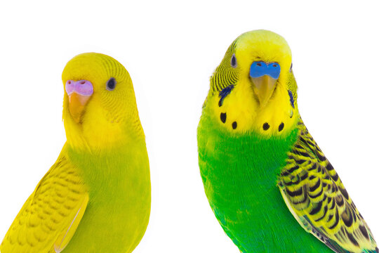 portraits of budgies isolated on white background - Powered by Adobe