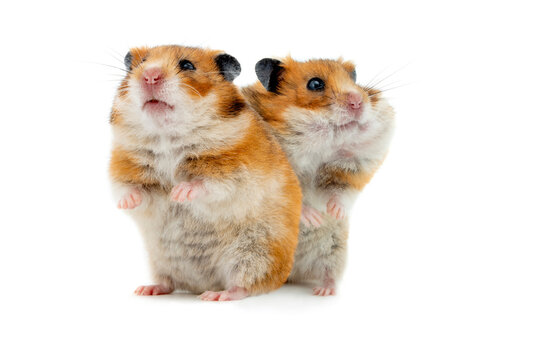 two hamster standing on its hind legs isolated on white background