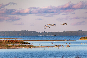 Anflug der Kraniche zum Schlafplatz auf der Insel Oie.