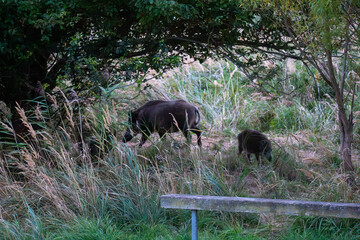 Wildschweine, Bache und Frischling unter Mirabellenbaum.