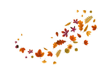 Fall foliage. Autumn leaves falling from maple, oak, birch tree. Seasonal leaf group swirling, flying in air, dynamic motion. Nature decoration. Flat vector illustration isolated on white background