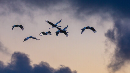 Fliegende Kraniche morgens am Pramort.