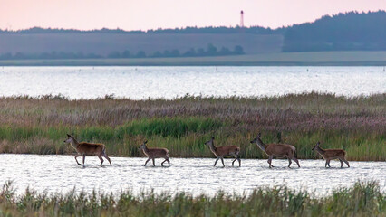 Rotwild im Wasser am Pramort.