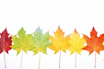 Fototapeta premium Maple leaves nature plant leaf.