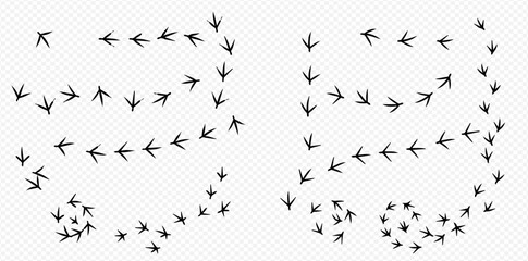 Two sets of bird tracks showing different paths, one straighter and one more winding, on a white background.