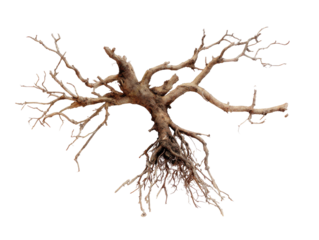 Dried, twisted tree root, resembling bonsai