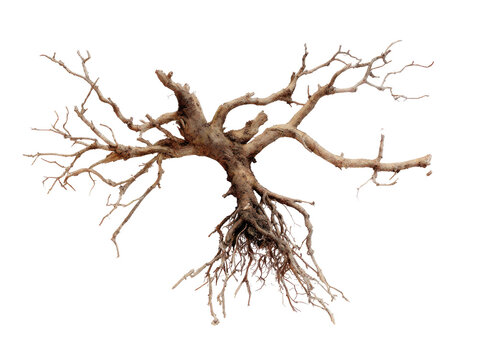 Dried, twisted tree root, resembling bonsai