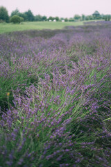 Lavender Field Pathway Serene Vista of Purple Blooms