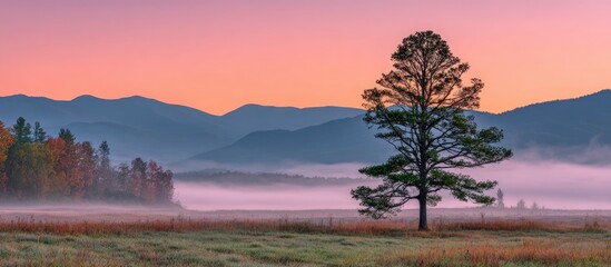 Obraz premium Misty Sunrise Over Mountains, Single Tree