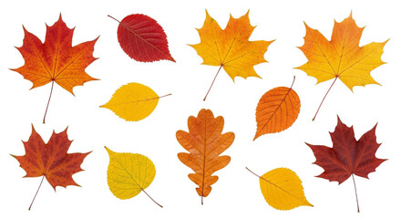 A vibrant collection of colorful autumn leaves isolated. isolated transparent background