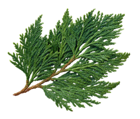 Close-up of a vibrant green cedar leaf