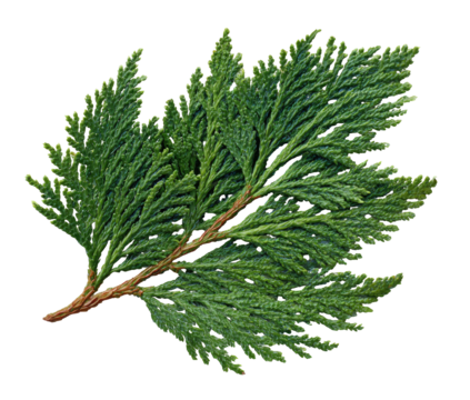 Close-up of a vibrant green cedar leaf