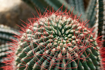cactus close up