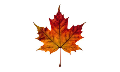 Fototapeta premium Vibrant Autumn Maple Leaf Isolated on White