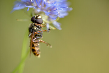 bee on a flower