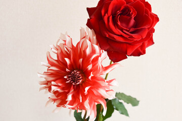 薔薇とラララ