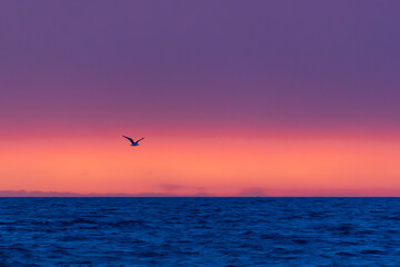Fliegende Möwe über der Ostsee bei Abendrot.