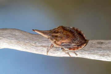 Brown Shield Bug Perched on Dry Branch 