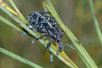 Macro of Botany Bay Diamond Weevil with Patterned Body 