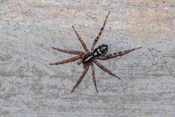 Spotted Ground Swift Spider on Concrete Surface 