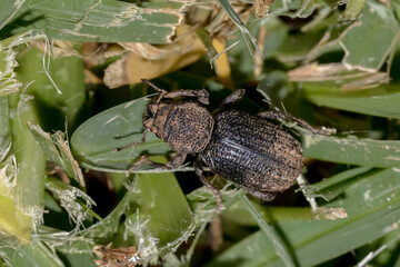 Close up of a Dark Brown Weevil with Textured Body 