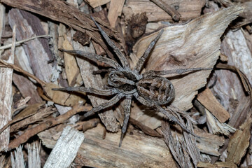 Variable Wolf Spider Camouflaged Among Leaf Litter 