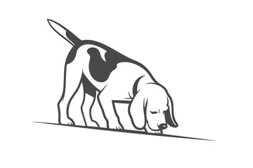 Monochrome beagle dog intently sniffs the ground while searching something