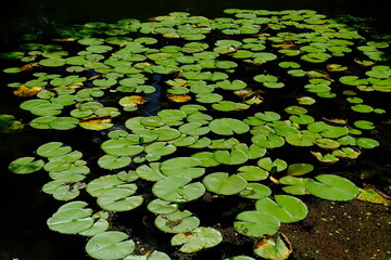 日本、京都、平安神宮、神社、庭園、文化財、木造建築、古代建築、日本文化、歷史名勝、文化財、木、綠色、青空、写真素材