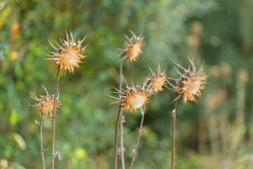 Obraz premium Dried thistle flowers standing tall in nature's embrace