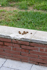 Dog poop lying on low wall in public park showing lack of civic responsibility